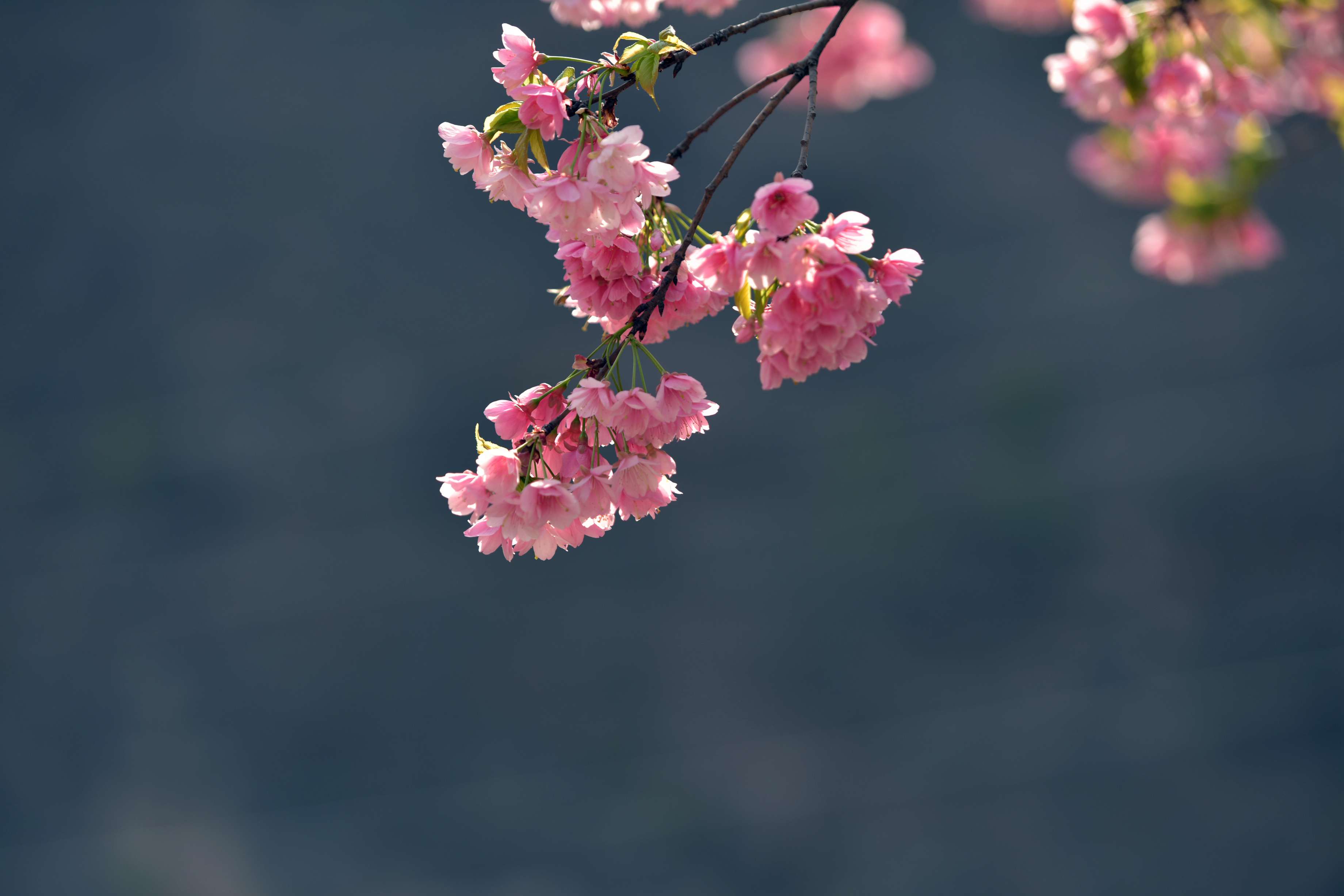 又是一年樱花开