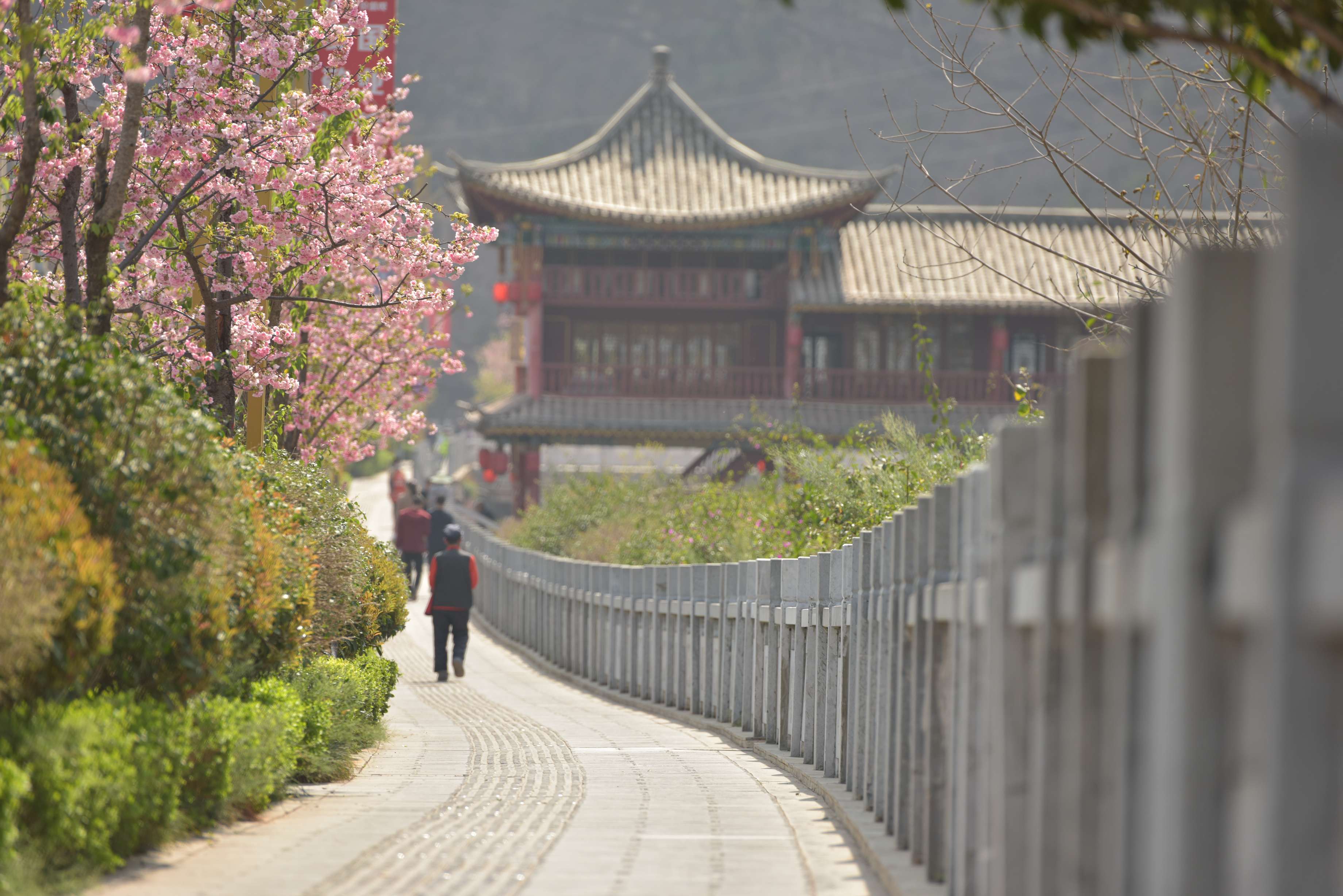 又是一年樱花开