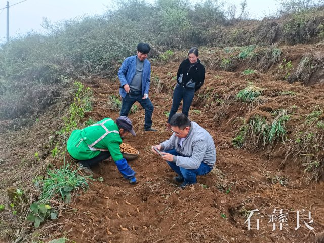 彝良全力打造天麻规范化种植示范基地