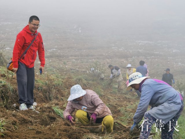 彝良全力打造天麻规范化种植示范基地