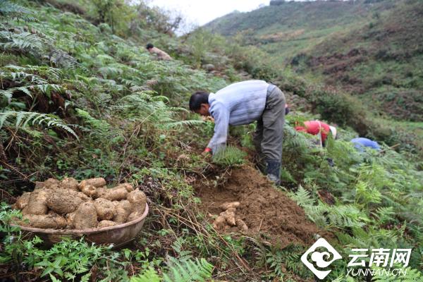 彝良县：党建引领天麻产业高质量发展