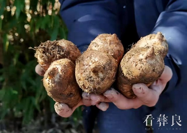 乌蒙山下金疙瘩 鼓起乡亲钱袋子