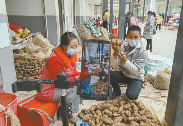 彝良：天麻交易 线上线下齐发力