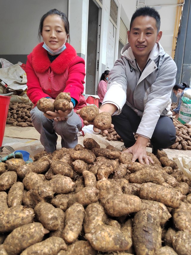 彩乌蒙庆丰收丨 绿野仙踪“育”天麻