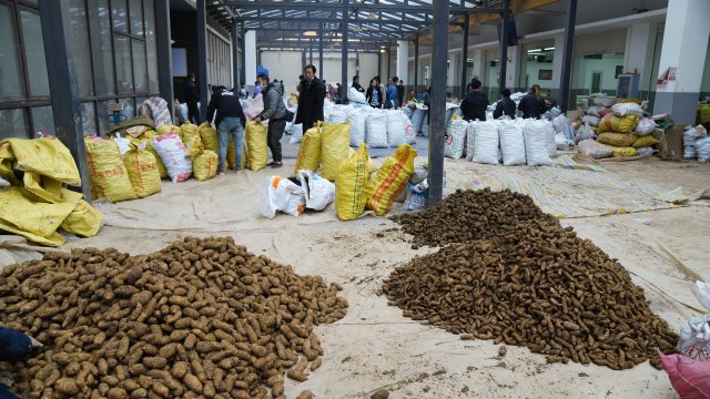 彝良做强天麻产业实现产值36亿元