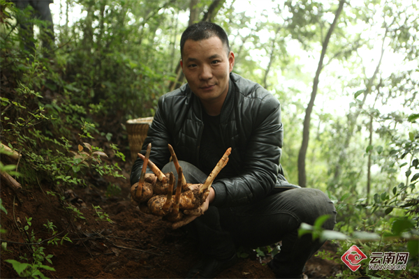 让昭通天麻走出大山 助力乡村振兴