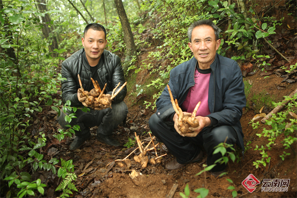 让昭通天麻走出大山 助力乡村振兴