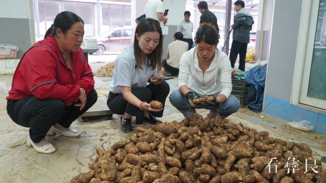 彝良小草坝鲜天麻上市