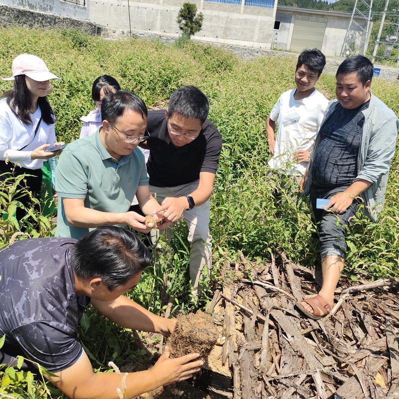 昭通学院天麻现代产业学院获批立项