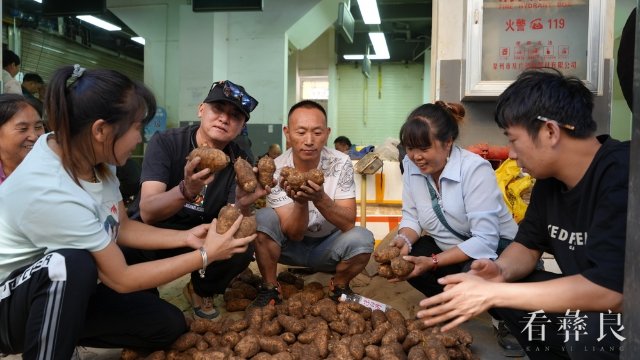 彝良小草坝鲜天麻上市 可实现产值45亿元