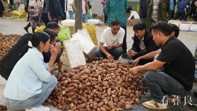 彝良小草坝鲜天麻上市 可实现产值45亿元