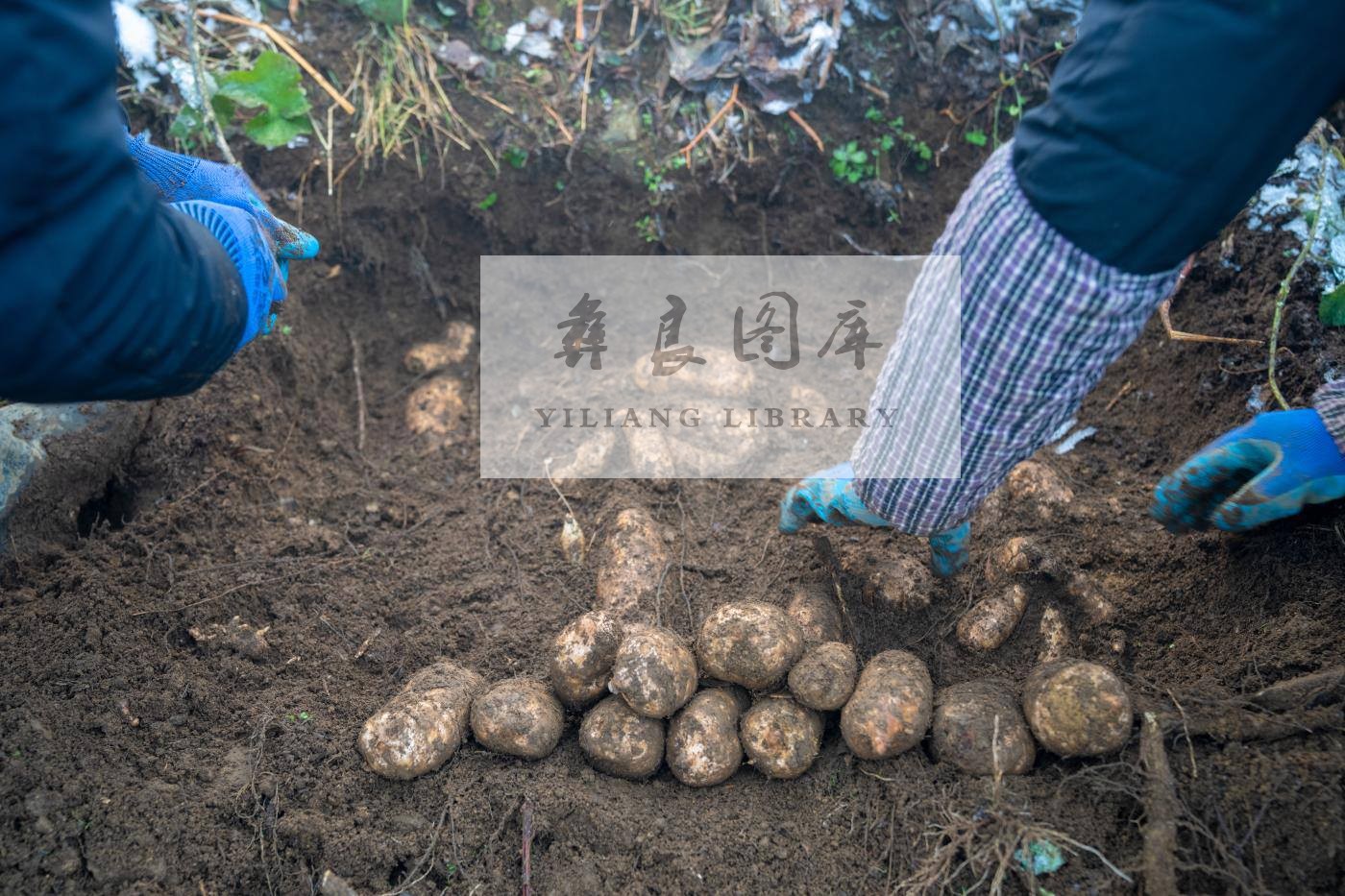 又到彝良天麻丰收季，看小小天麻如何撑起致富梦