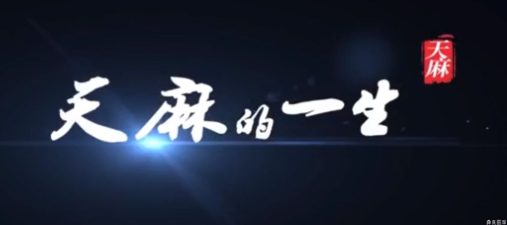 天麻的一生