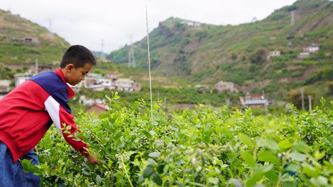 （20260411）彝良蓝莓采摘
