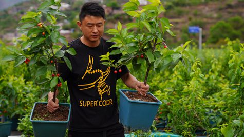 （20260411）彝良蓝莓采摘